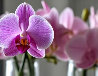 Selekcja świeżych kwiatów sezonowych